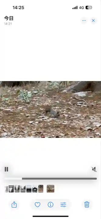 北海道神宮の動物