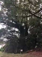 徳重神社の自然