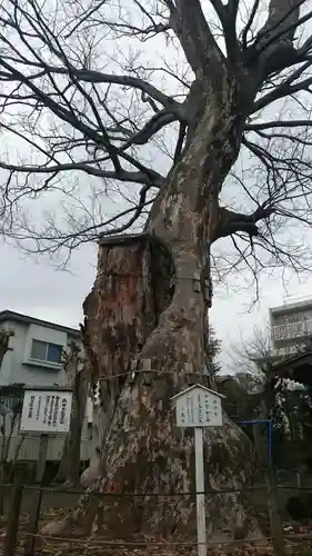 日隅神社の自然