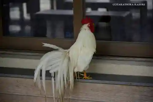 伊勢神宮内宮（皇大神宮）の動物