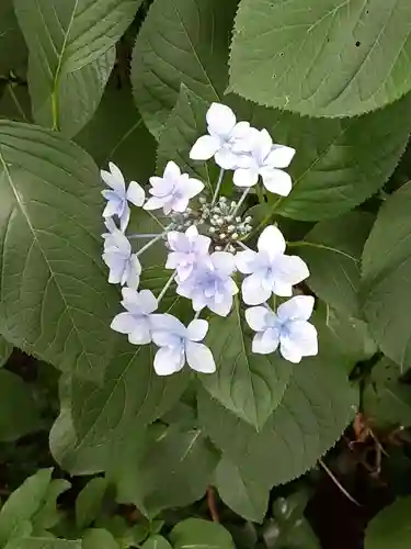 阿佐ヶ谷神明宮の自然