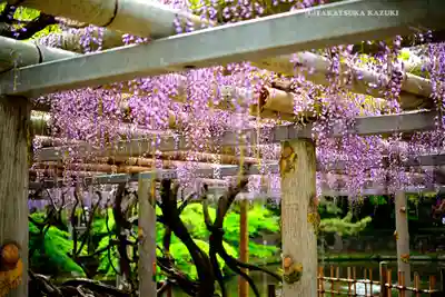 越ヶ谷久伊豆神社(埼玉県)