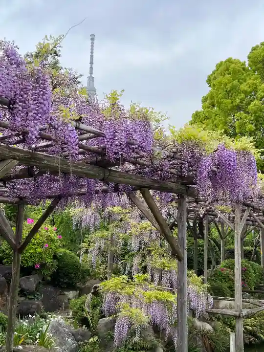 亀戸天神社(東京都)