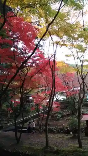 洞慶院の庭園