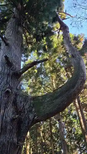 武蔵御嶽神社の自然