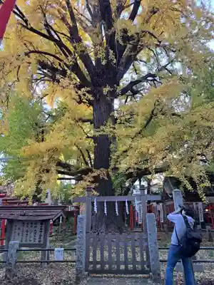 鬼子母神堂　(法明寺）(東京都)