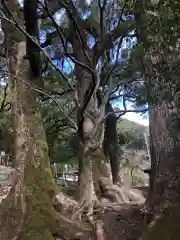 蛭児神社の自然