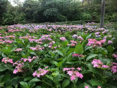 三室戸寺の自然