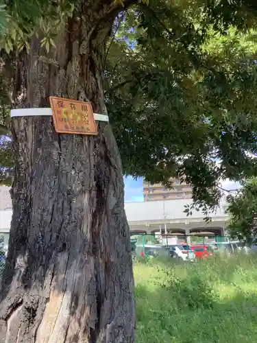 八幡社（松新町）の自然