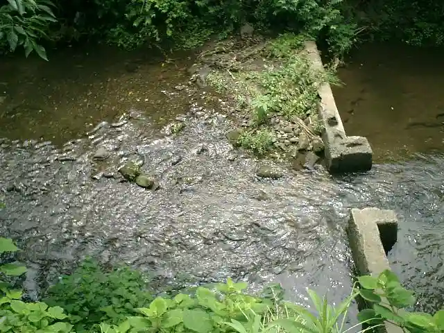 蛭子神社の自然