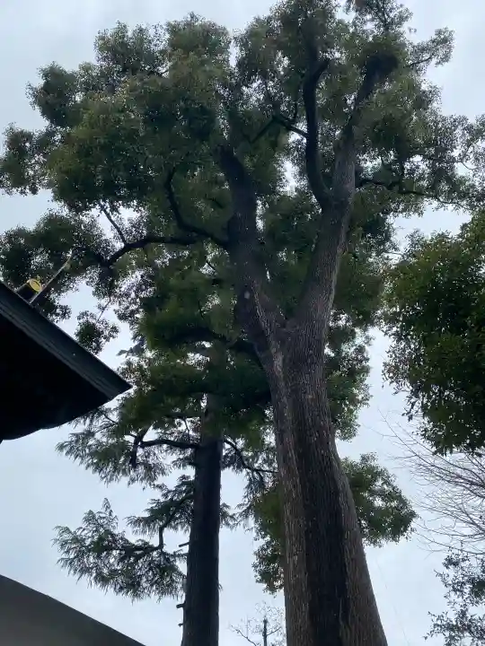 鳩ヶ谷氷川神社の{uncategorized: "未分類", other: "その他", undefined: "問題あり", building: "その他建物", grave: "お墓", sacred_gate: "鳥居", guardian: "狛犬", statue: "像", buddha: "仏像", history: "歴史", nature: "自然", garden: "庭園", animal: "動物", pagoda: "塔", temizu: "手水舎", mountain_gate: "山門・神門", sanctuary: "本殿・本堂", subordinate: "末社・摂社", art: "芸術", scenery: "景色", jizo: "地蔵", ema: "絵馬", goshuin: "御朱印", omikuji: "おみくじ", items: "授与品その他", amulet: "お守り", goshuincho: "御朱印帳", eats: "食事", festival: "お祭り", votive_dance: "神楽", shichigosan: "七五三参", wedding: "結婚式", experience: "体験その他", initially: "初詣", around: "周辺", anti_infection: "感染症対策"}