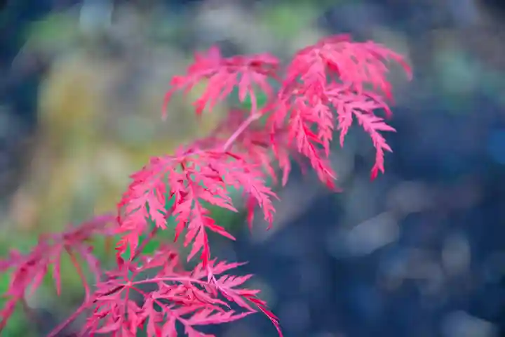 尻岸内八幡神社の自然