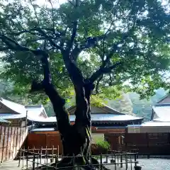 小國神社の自然