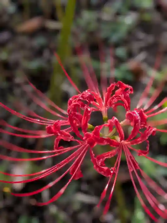 福蔵院(東京都)