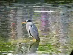 亀戸天神社の動物