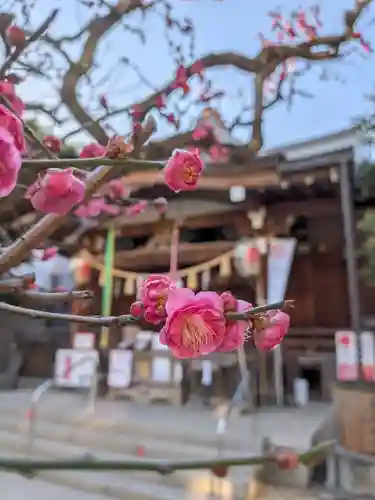 鳩森八幡神社の自然