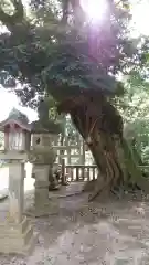 雨引千勝神社の自然