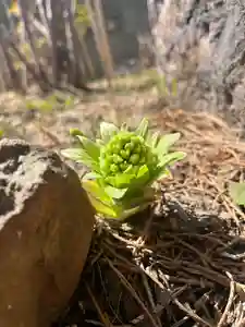 宝壽山 吉祥院の自然(2025年04月08日(火) 11時33分53秒投稿)