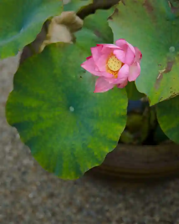 龍泉寺(龍頭不動尊)(栃木県)