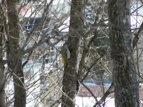 留辺蘂神社の動物