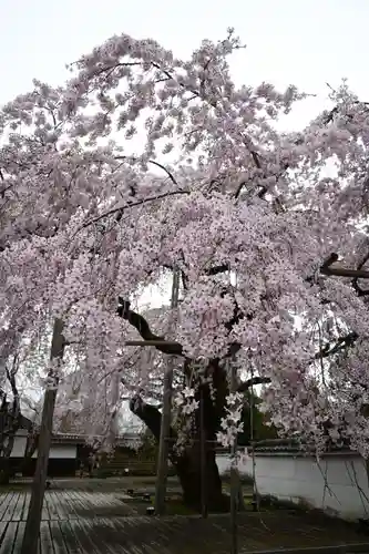 三宝院（三宝院門跡）(京都府)