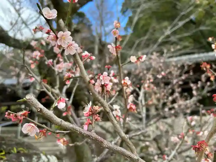吉備津神社の{uncategorized: "未分類", other: "その他", undefined: "問題あり", building: "その他建物", grave: "お墓", sacred_gate: "鳥居", guardian: "狛犬", statue: "像", buddha: "仏像", history: "歴史", nature: "自然", garden: "庭園", animal: "動物", pagoda: "塔", temizu: "手水舎", mountain_gate: "山門・神門", sanctuary: "本殿・本堂", subordinate: "末社・摂社", art: "芸術", scenery: "景色", jizo: "地蔵", ema: "絵馬", goshuin: "御朱印", omikuji: "おみくじ", items: "授与品その他", amulet: "お守り", goshuincho: "御朱印帳", eats: "食事", festival: "お祭り", votive_dance: "神楽", shichigosan: "七五三参", wedding: "結婚式", experience: "体験その他", initially: "初詣", around: "周辺", anti_infection: "感染症対策"}