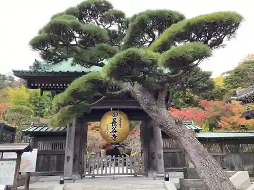 長谷寺の山門