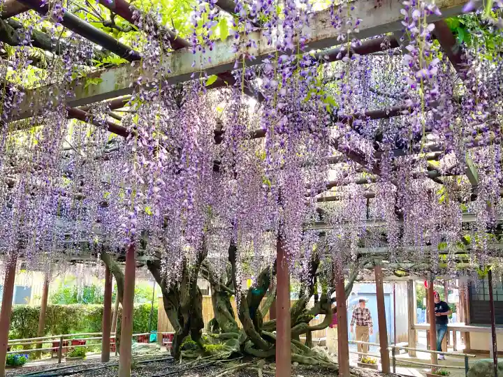 太巌寺(ふじの寺)(三重県)