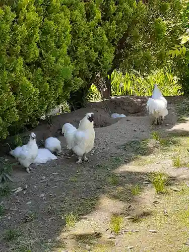 高屋敷稲荷神社の動物