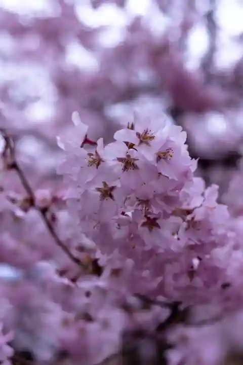新城藤原神社(長野県)