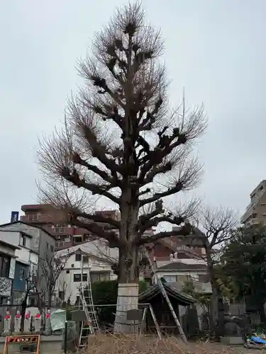 福王山  慈眼寺(東京都)
