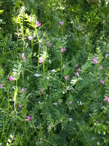 天御柱神社の自然