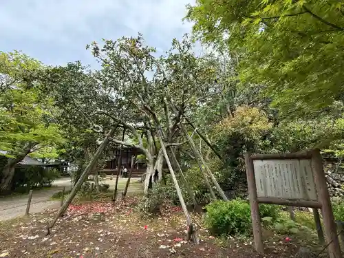 白毫寺の{uncategorized: "未分類", other: "その他", undefined: "問題あり", building: "その他建物", grave: "お墓", sacred_gate: "鳥居", guardian: "狛犬", statue: "像", buddha: "仏像", history: "歴史", nature: "自然", garden: "庭園", animal: "動物", pagoda: "塔", temizu: "手水舎", mountain_gate: "山門・神門", sanctuary: "本殿・本堂", subordinate: "末社・摂社", art: "芸術", scenery: "景色", jizo: "地蔵", ema: "絵馬", goshuin: "御朱印", omikuji: "おみくじ", items: "授与品その他", amulet: "お守り", goshuincho: "御朱印帳", eats: "食事", festival: "お祭り", votive_dance: "神楽", shichigosan: "七五三参", wedding: "結婚式", experience: "体験その他", initially: "初詣", around: "周辺", anti_infection: "感染症対策"}
