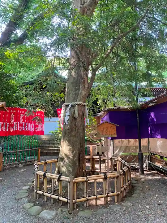 大宮八幡宮の自然