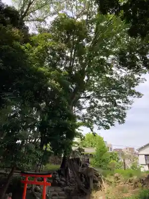 澤蔵司稲荷（慈眼院）(東京都)