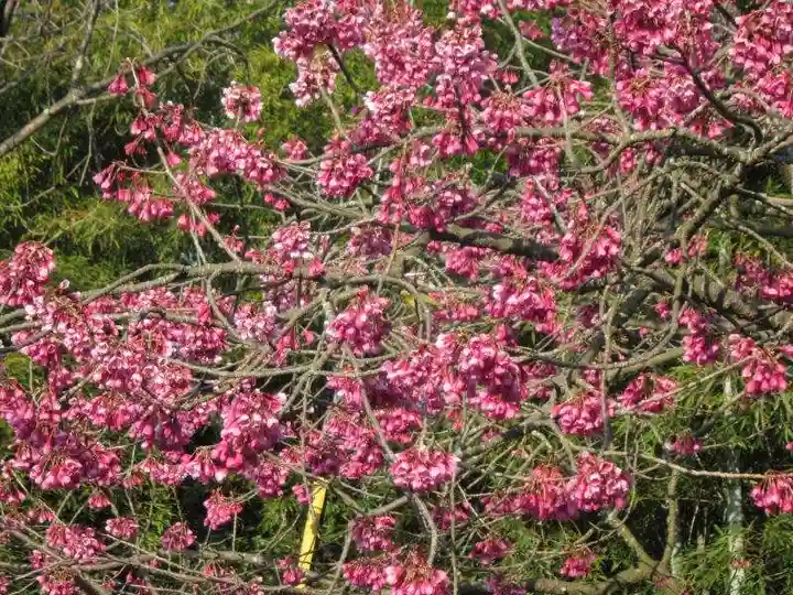 大乗院(大分県)