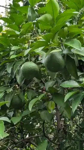 平野神社(京都府)