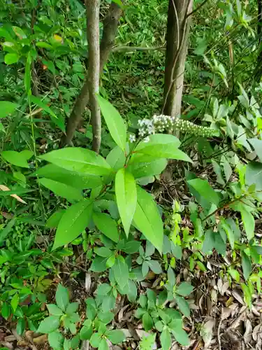 賀茂別雷神社の自然