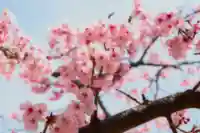 三津厳島神社の自然