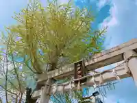 今戸神社の鳥居