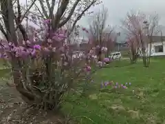 大和神社の自然