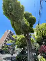 若一神社(京都府)