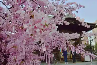 桜神宮(東京都)