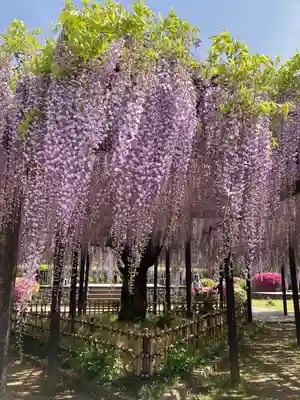 玉敷神社(埼玉県)