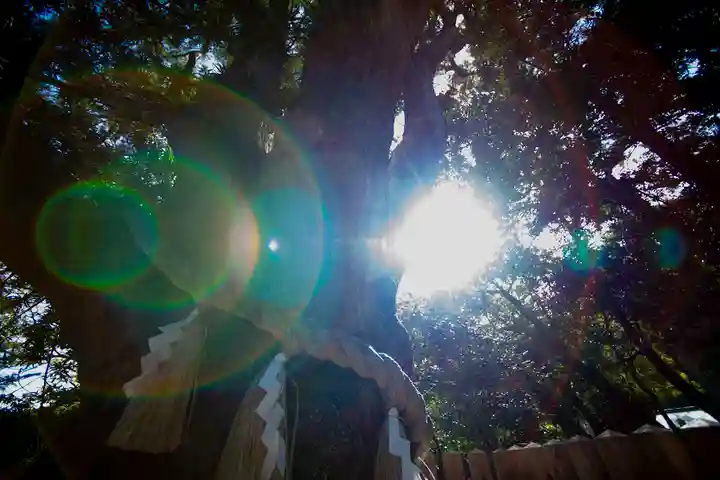 安房神社の自然