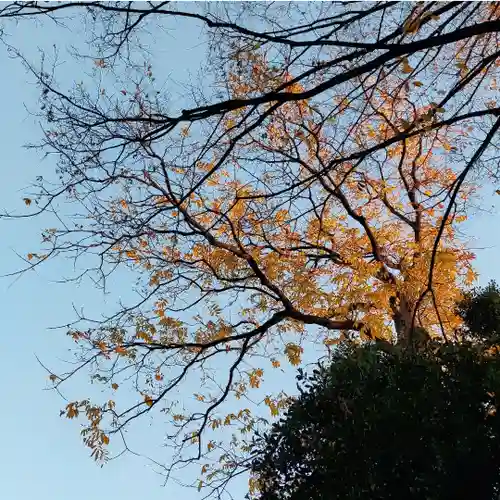 下石神井御嶽神社の自然