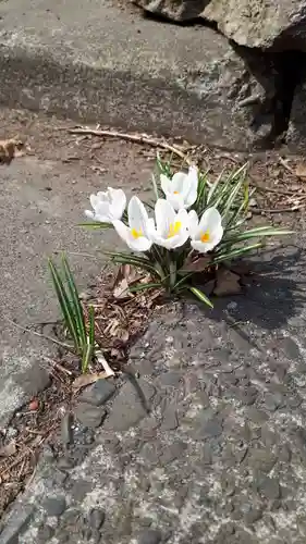 上手稲神社の自然