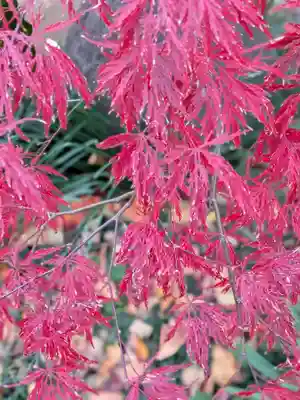 常圓寺(東京都)