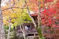 勝持寺（花の寺）の自然