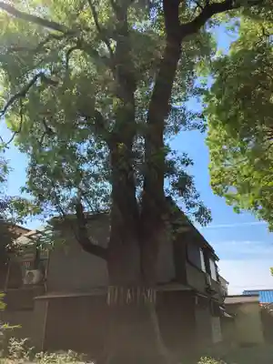 神足神社の自然